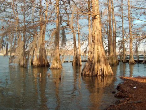 bald-cypress2.jpg