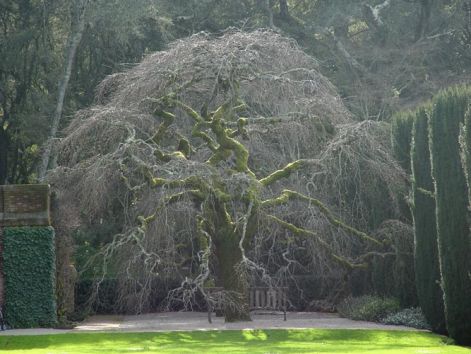 beautiful-elm-tree.jpg