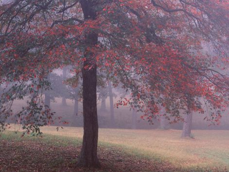 black-gum-treenice.jpg