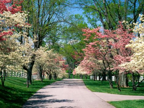 budding-dogwood.jpg