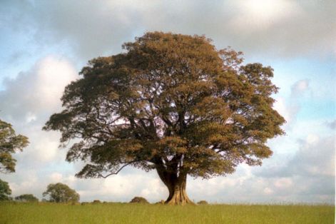 cloudsandtree1.jpg