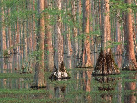 cypress-trees.jpg