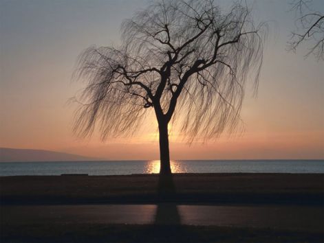 ebony-tree-sunset.jpg