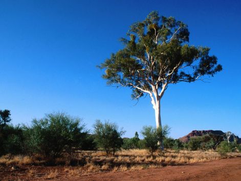 gum-tree.jpg