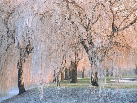 icewillowtrees.jpg