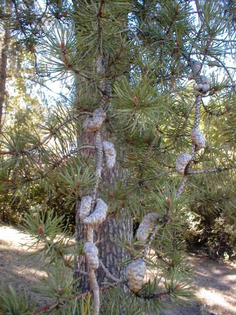 jack-pine-tree2.jpg