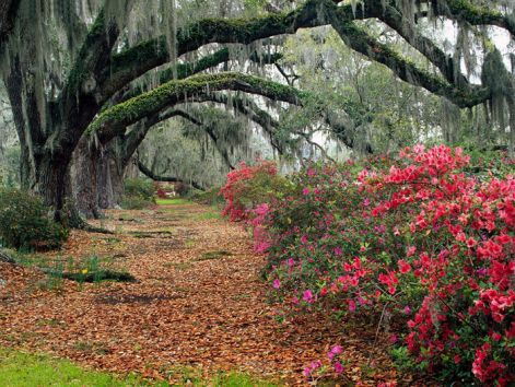 live-oak-trees.jpg