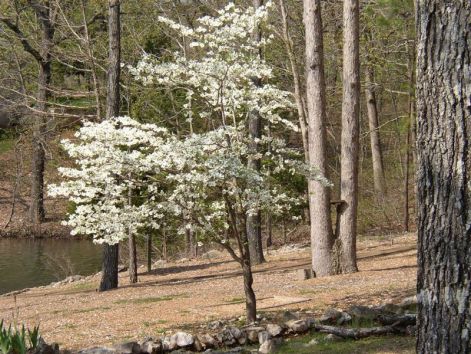 nicedogwood.jpg