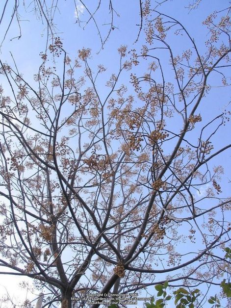 persian-lilac-tree.jpg