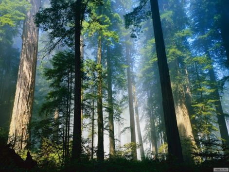 redwood_nemzeti_park.jpg redwood_nemzeti_park.jpg