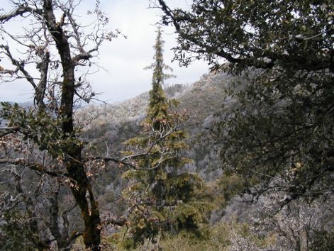 santa_lucia_fir_tree.jpg