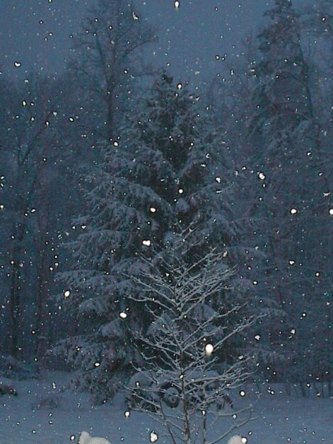 snowtree3.jpg