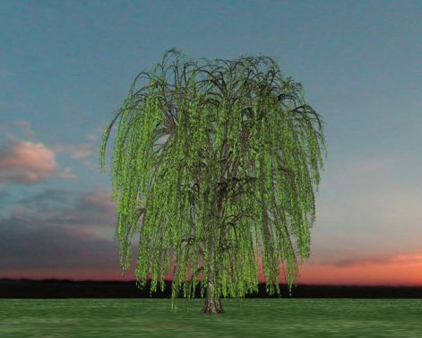 weeping-willow.jpg