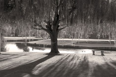 willow-black-white.jpg