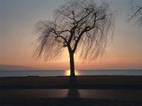 willow_tree_kicsi.jpg willow_tree_kicsi.jpg