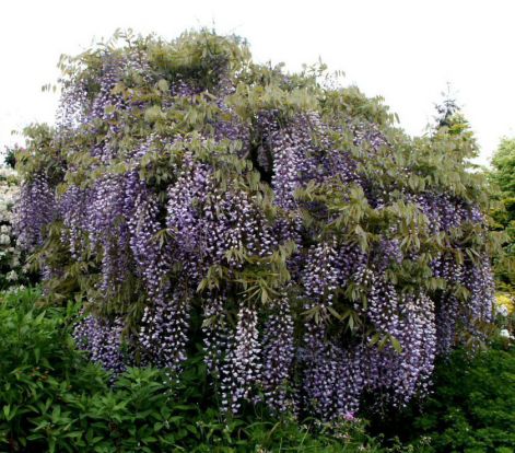 wisteria-tree.jpg